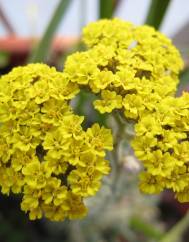 Achillea ageratum