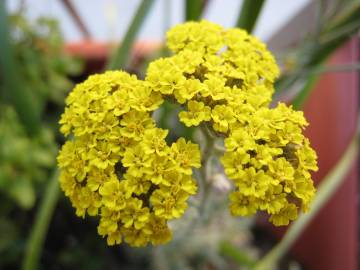 Fotografia da espécie Achillea ageratum