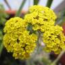 Fotografia 1 da espécie Achillea ageratum do Jardim Botânico UTAD