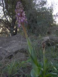 Fotografia da espécie Barlia robertiana