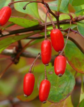 Fotografia 5 da espécie Berberis thunbergii var. atropurpurea no Jardim Botânico UTAD