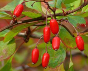 Fotografia da espécie Berberis thunbergii var. atropurpurea