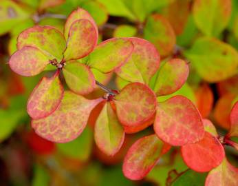 Fotografia da espécie Berberis thunbergii var. atropurpurea