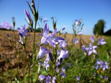 Fotografia da espécie Campanula rapunculus