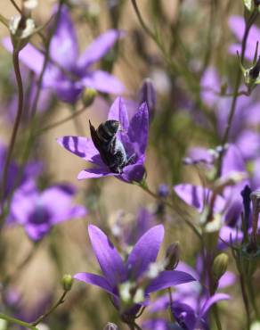 Fotografia 6 da espécie Campanula lusitanica subesp. lusitanica no Jardim Botânico UTAD