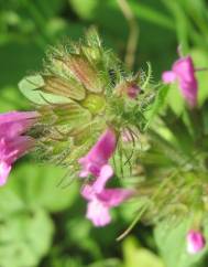 Clinopodium vulgare