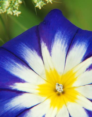 Fotografia de capa Convolvulus tricolor subesp. tricolor - do Jardim Botânico