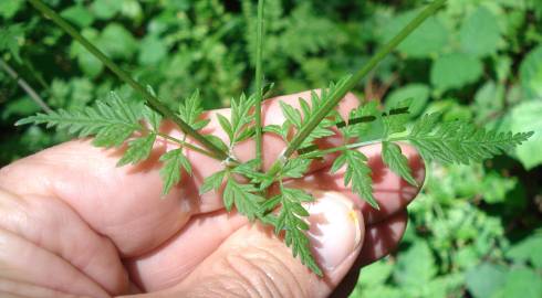 Fotografia da espécie Anthriscus sylvestris