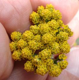 Fotografia da espécie Achillea ageratum