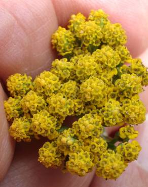 Fotografia 2 da espécie Achillea ageratum no Jardim Botânico UTAD