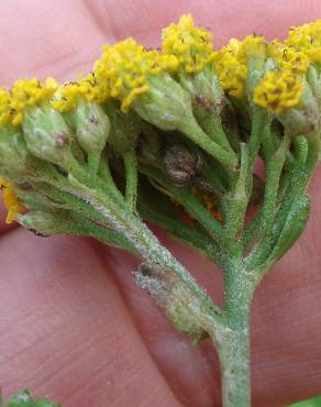 Fotografia 3 da espécie Achillea ageratum no Jardim Botânico UTAD