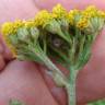 Fotografia 3 da espécie Achillea ageratum do Jardim Botânico UTAD