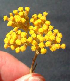Fotografia da espécie Achillea ageratum