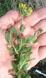 Fotografia da espécie Achillea ageratum