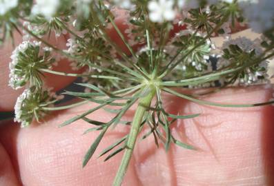 Fotografia da espécie Ammi majus