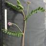Fotografia 2 da espécie Astragalus echinatus do Jardim Botânico UTAD
