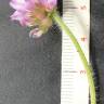 Fotografia 4 da espécie Astragalus echinatus do Jardim Botânico UTAD