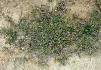 Fotografia da espécie Astragalus echinatus