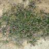 Fotografia 6 da espécie Astragalus echinatus do Jardim Botânico UTAD