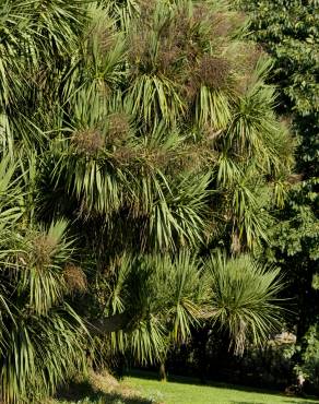 Fotografia 6 da espécie Cordyline australis no Jardim Botânico UTAD