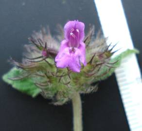 Fotografia da espécie Clinopodium vulgare