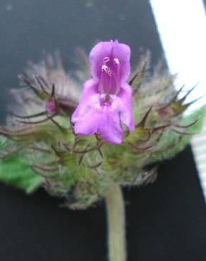 Fotografia 6 da espécie Clinopodium vulgare no Jardim Botânico UTAD