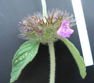 Fotografia da espécie Clinopodium vulgare