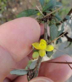 Fotografia da espécie Berberis thunbergii var. atropurpurea