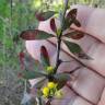 Fotografia 8 da espécie Berberis thunbergii var. atropurpurea do Jardim Botânico UTAD