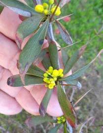 Fotografia da espécie Berberis thunbergii var. atropurpurea