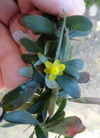 Fotografia da espécie Berberis thunbergii var. atropurpurea