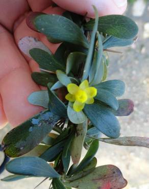 Fotografia 10 da espécie Berberis thunbergii var. atropurpurea no Jardim Botânico UTAD