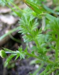 Cotula australis