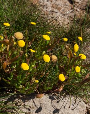 Fotografia 3 da espécie Cotula coronopifolia no Jardim Botânico UTAD