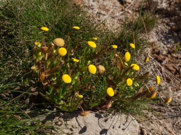 Fotografia da espécie Cotula coronopifolia