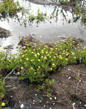 Fotografia 4 da espécie Cotula coronopifolia no Jardim Botânico UTAD