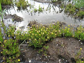 Fotografia da espécie Cotula coronopifolia