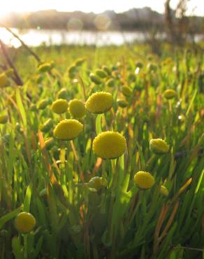 Fotografia 6 da espécie Cotula coronopifolia no Jardim Botânico UTAD