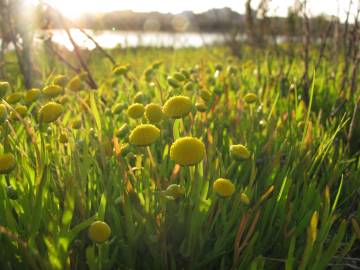 Fotografia da espécie Cotula coronopifolia