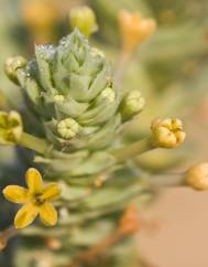 Crucianella maritima