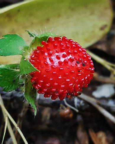 Fotografia de capa Duchesnea indica - do Jardim Botânico