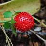 Fotografia 1 da espécie Duchesnea indica do Jardim Botânico UTAD