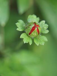 Fotografia da espécie Duchesnea indica