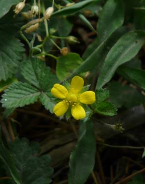 Fotografia 3 da espécie Duchesnea indica no Jardim Botânico UTAD