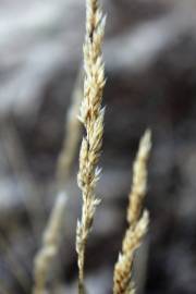 Fotografia da espécie Corynephorus canescens