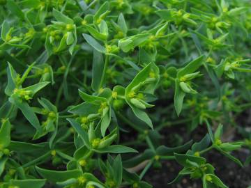 Fotografia da espécie Euphorbia exigua subesp. exigua