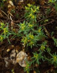 Euphorbia exigua subesp. exigua