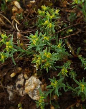 Fotografia 1 da espécie Euphorbia exigua subesp. exigua no Jardim Botânico UTAD