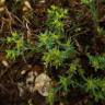 Fotografia 1 da espécie Euphorbia exigua subesp. exigua do Jardim Botânico UTAD