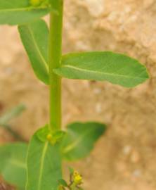 Fotografia da espécie Euphorbia hirsuta